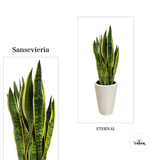 サンセベリア:育てやすさと美しさを兼ね備えた観葉植物