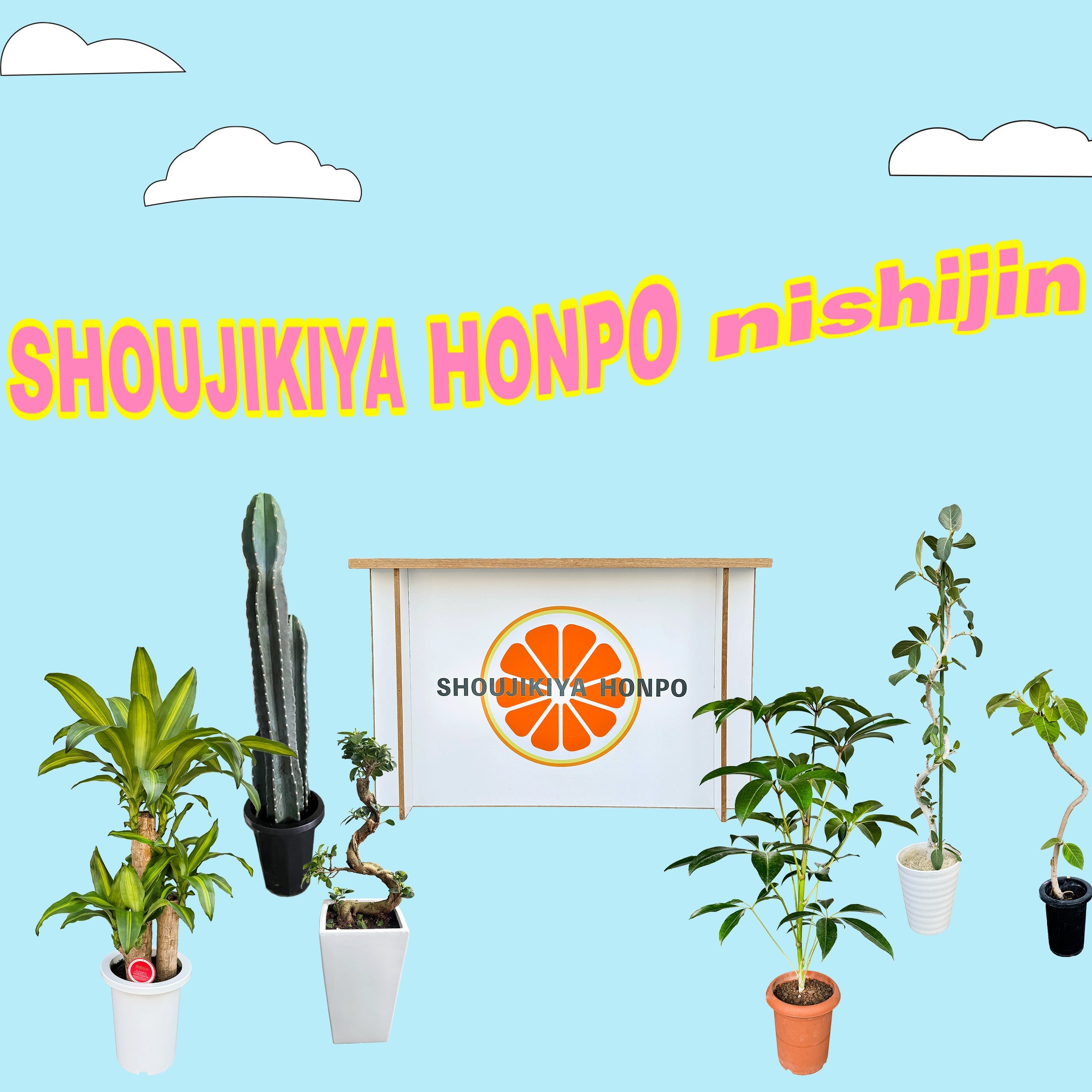 福岡・西新】市場直送の旬フルーツ＆グリーンのお店🍊🌿 果物や
