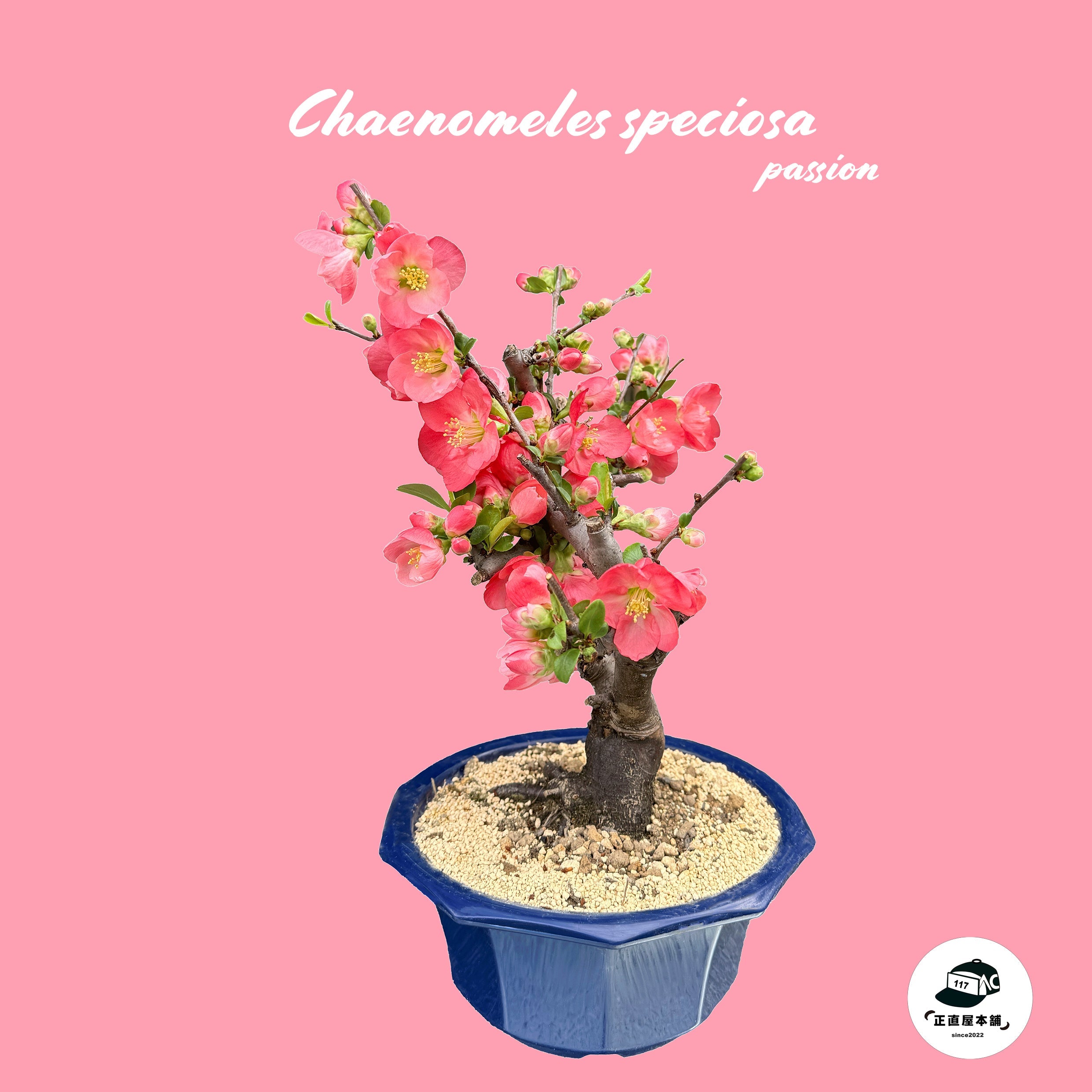 季節を彩る情熱の花・ボケを育ててみませんか？ – 正直屋本舗