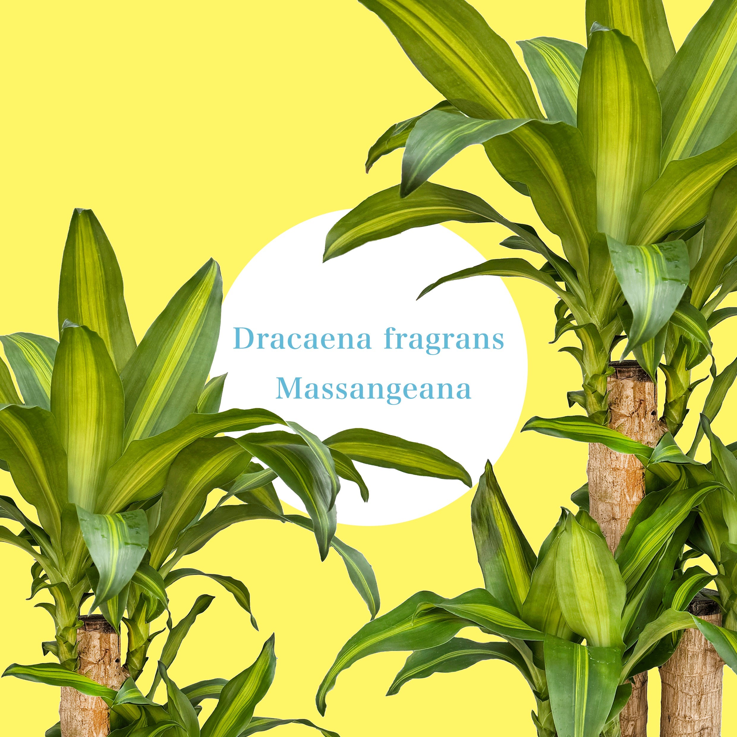 幸福の木』ドラセナ・マッサンゲアナで叶える癒しと開運の空間づくり