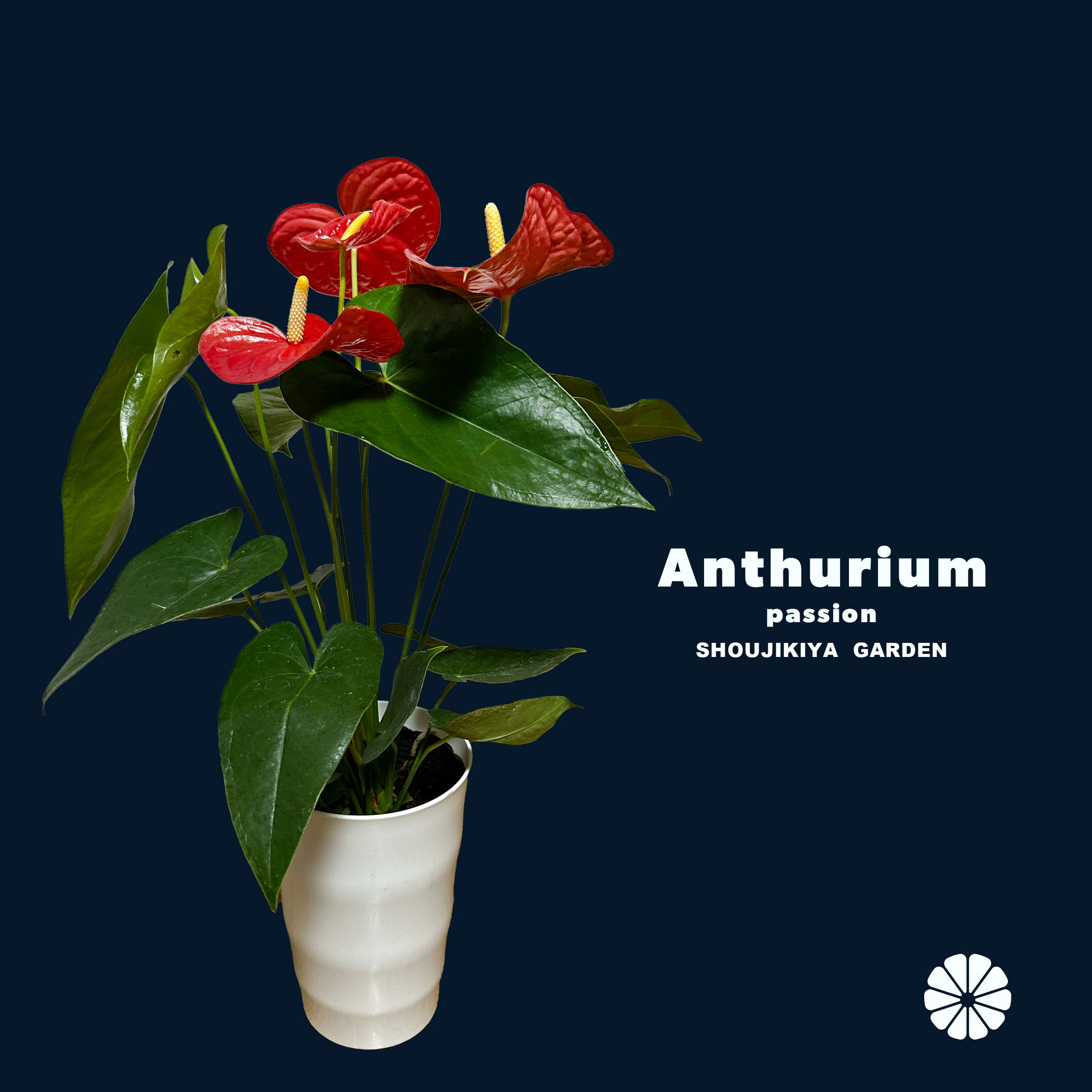 sdfgh.png?v=1715783200