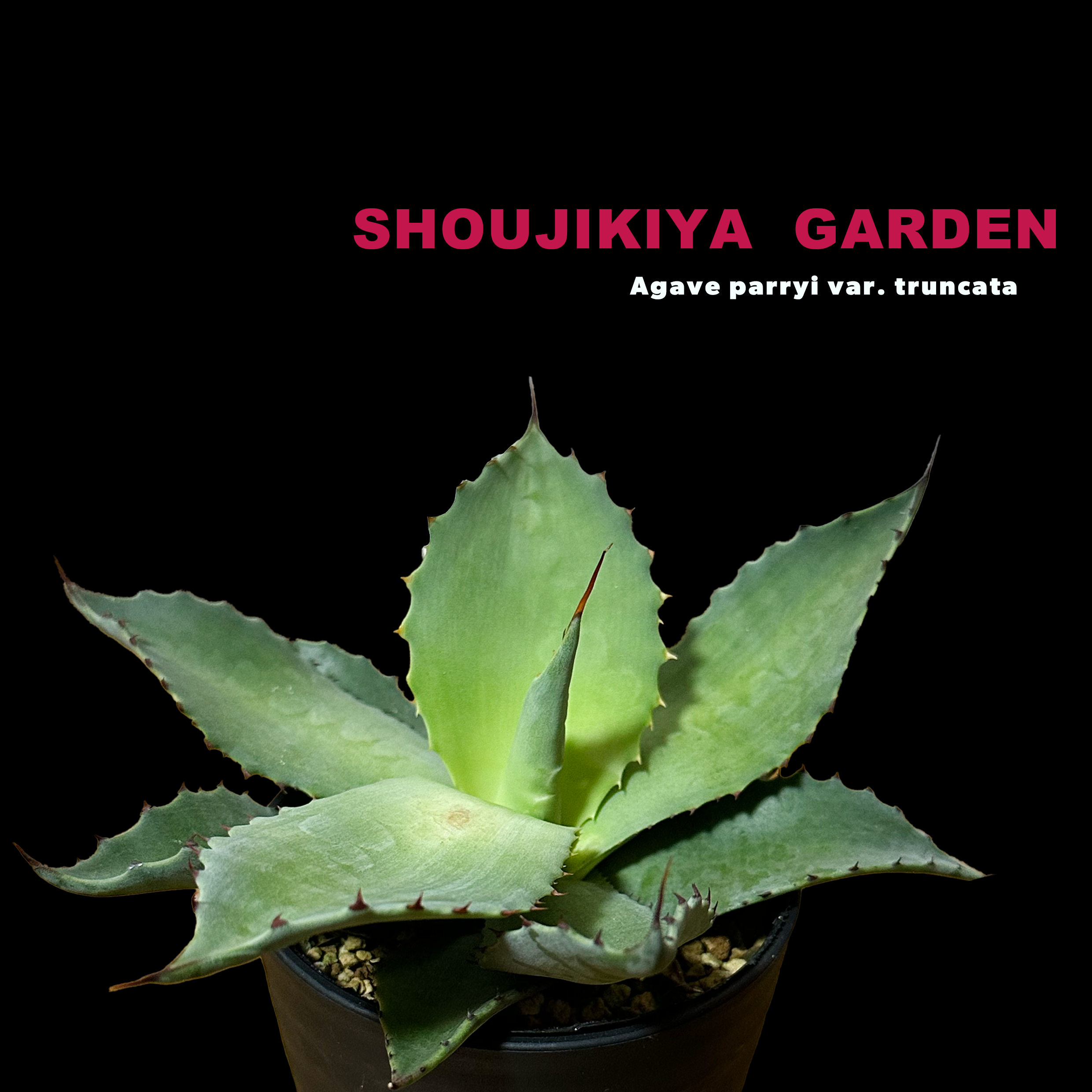 No.60】アガベ パリートランカータ 赤棘 中株 No.60】アガベ パリー No.60】アガベ パリートランカータ 赤棘 中株 No.60】アガベ パリー