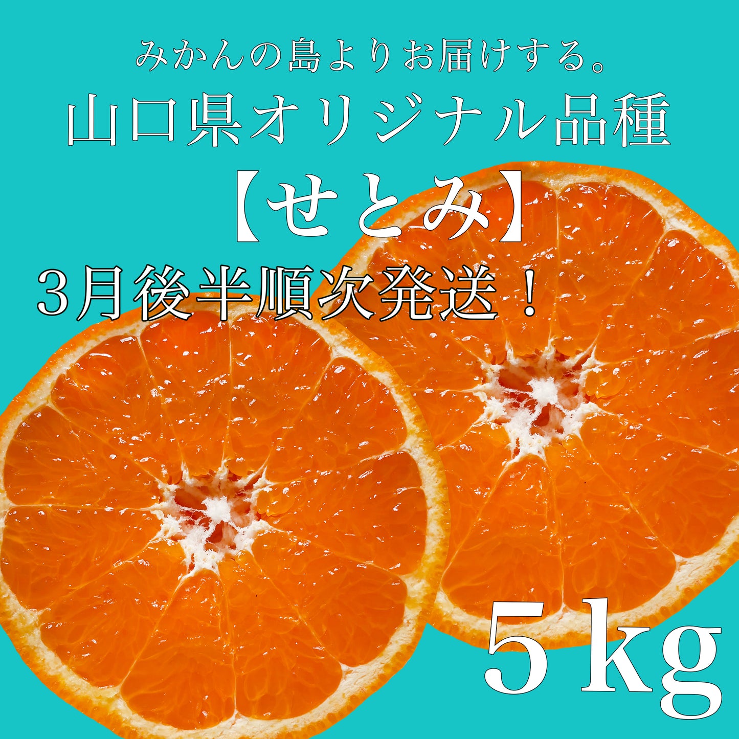 【せとみ】 山口県のオリジナル品種の春みかん