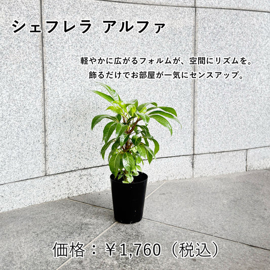 シェフレラ・アルファ 〜コンパクトでも存在感◎ お部屋にそっと彩りを〜