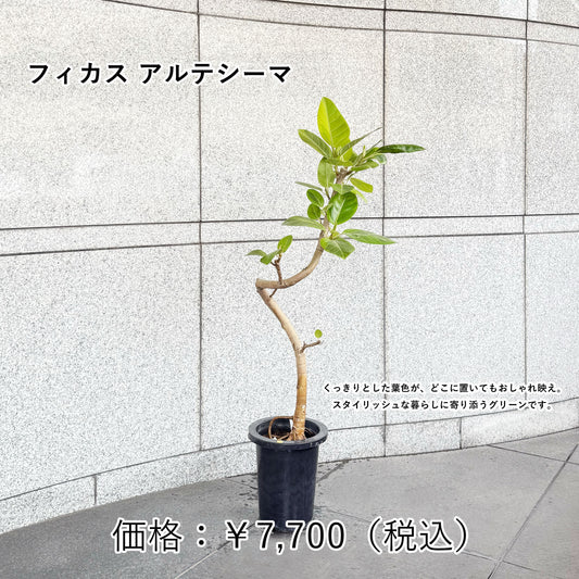 フィカス・アルテシーマ 〜空間を明るくする、ライムグリーンの贈り物〜