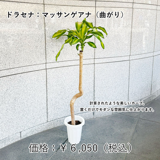 ドラセナ・マッサンゲアナ(曲がり)〜幸せを呼ぶやさしいカーブ。贈り物にも選ばれるグリーン〜