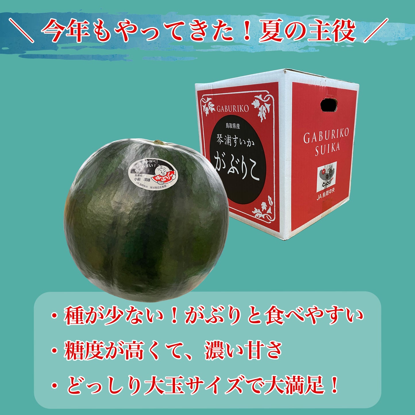 種が少なくガブリつきたくなるあまーいスイカ!!鳥取県産 琴浦スイカ 「がぶりこ」