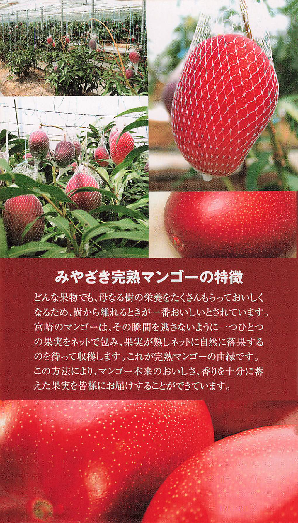 【太陽のタマゴ】南国の王様 宮崎県産高級完熟マンゴー