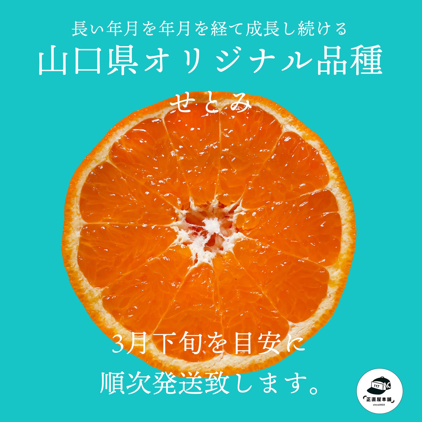 【せとみ】 山口県のオリジナル品種の春みかん