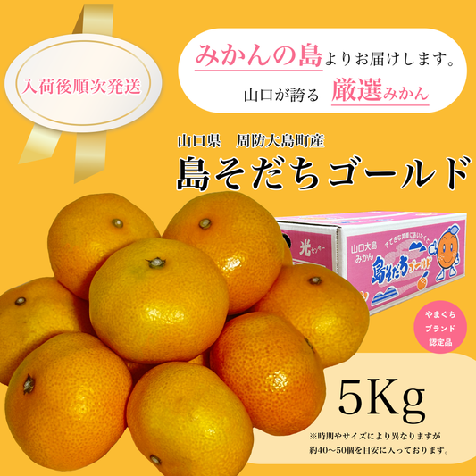 【島そだちシリーズの最高峰】 みかんの島から誕生した高品質のみかん島そだちゴールド 山口大島みかん