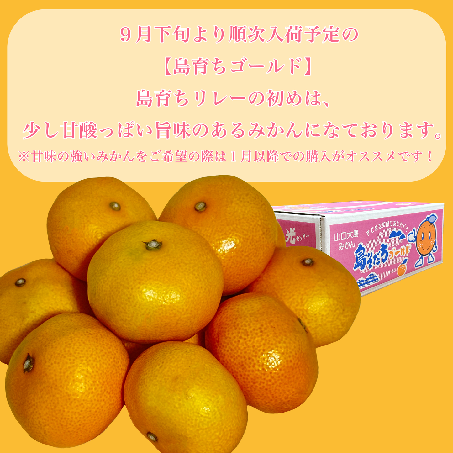 【島そだちシリーズの最高峰】 みかんの島から誕生した高品質のみかん島そだちゴールド 山口大島みかん
