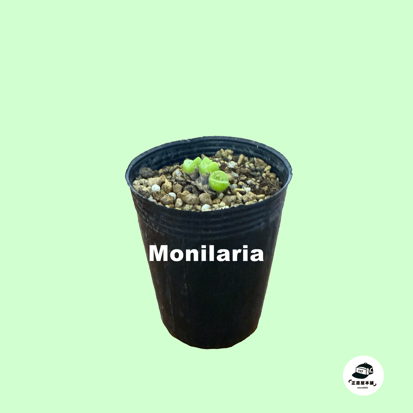 日々の癒しを、モニラリアが届ける!愛らしい植物で心の癒しを。