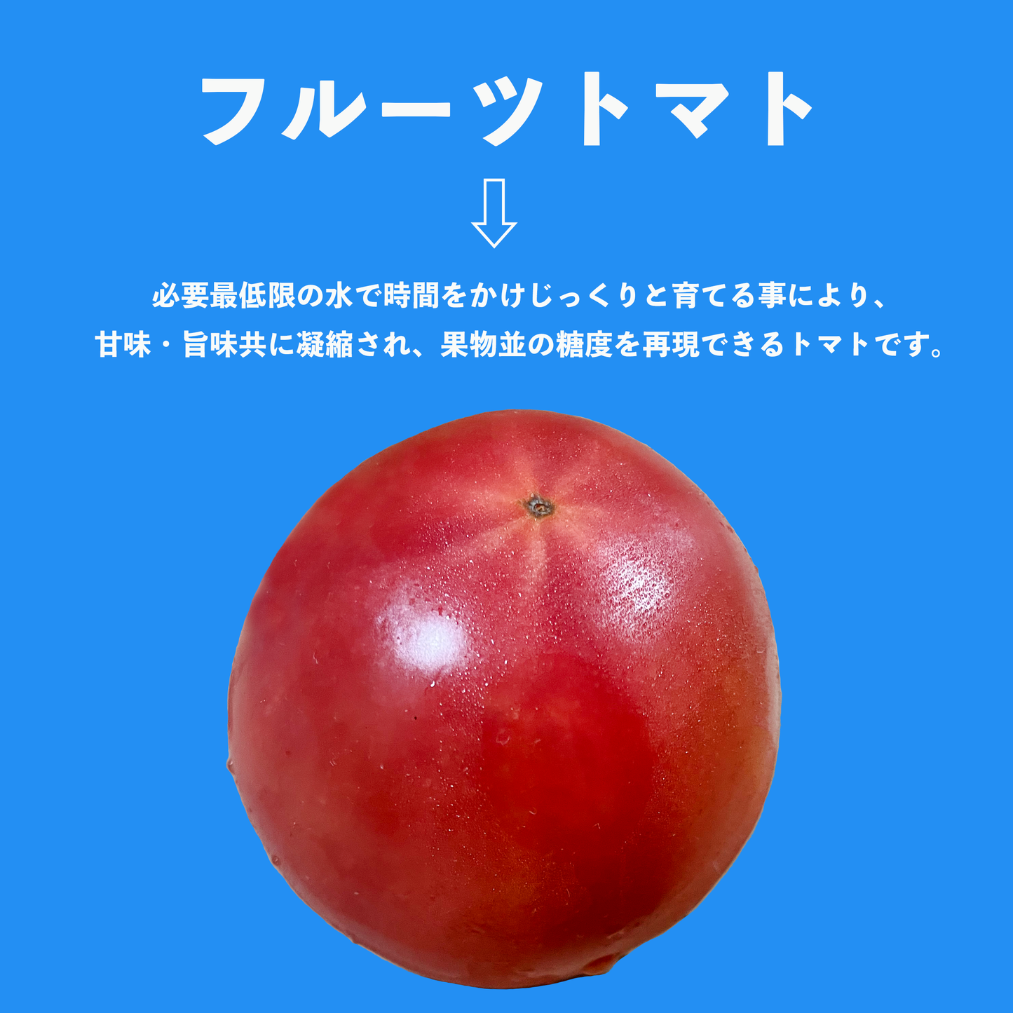 山口県秋穂が産んだ奇跡のフルーツトマト