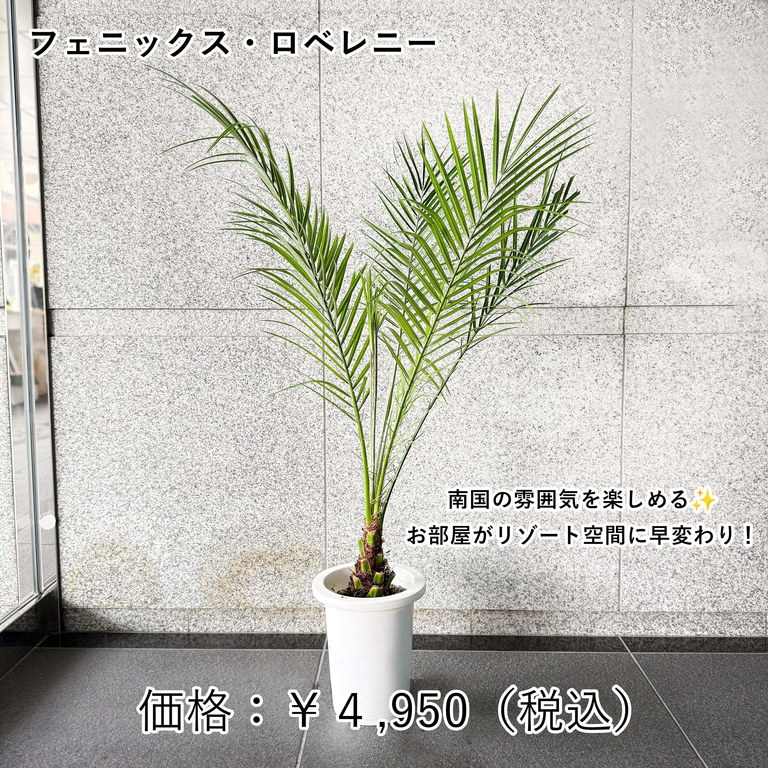 b*r様 フェニックス・ロベレニー 【3本立 】鉢植え 南国リゾート