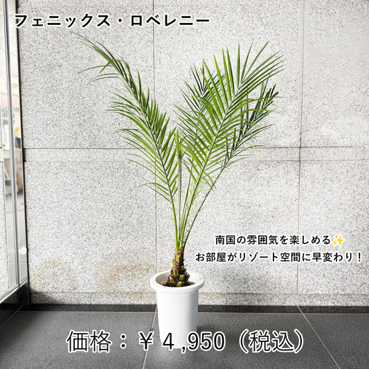 フェニックス・ロベレニー 〜羽のような葉が舞う、スタイリッシュなリゾートグリーン〜