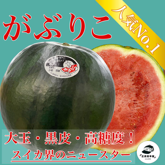 種が少なくガブリつきたくなるあまーいスイカ!!鳥取県産 琴浦スイカ 「がぶりこ」
