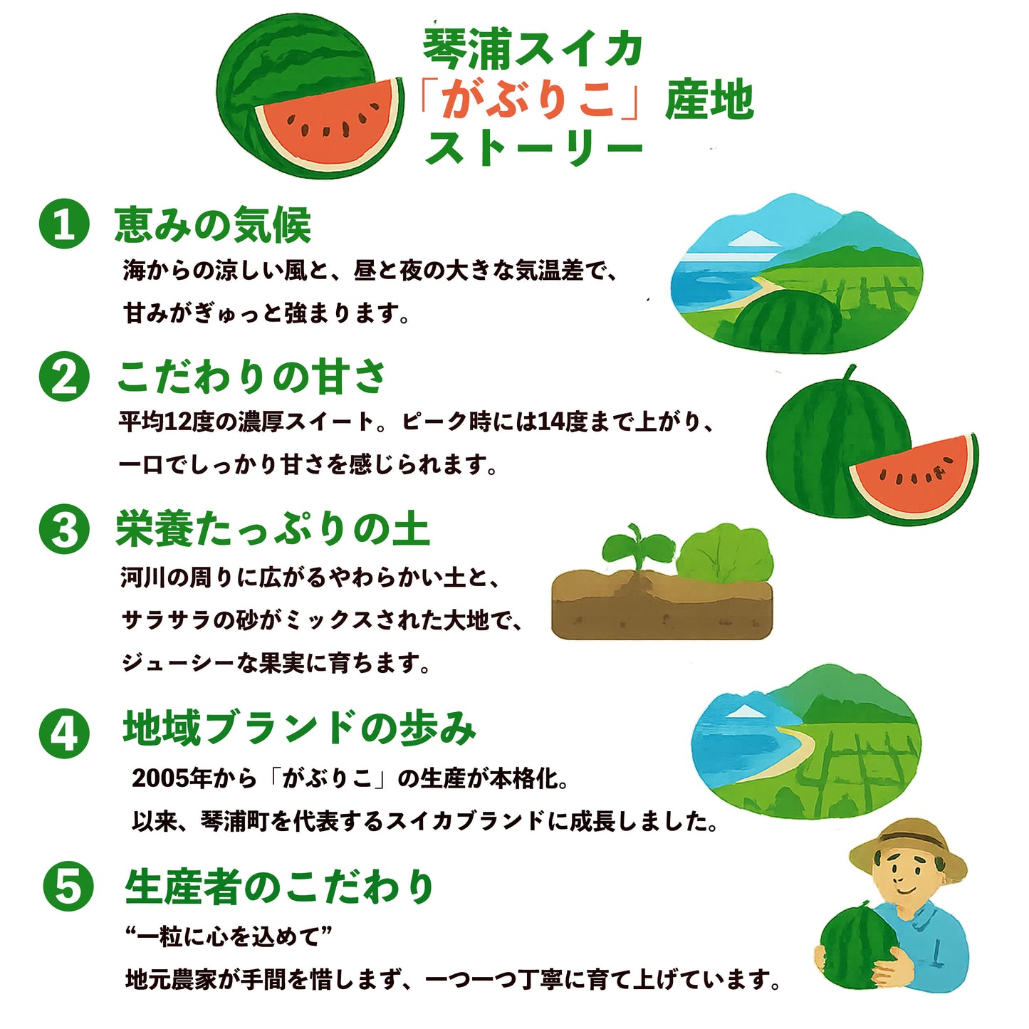種が少なくガブリつきたくなるあまーいスイカ!!鳥取県産 琴浦スイカ 「がぶりこ」