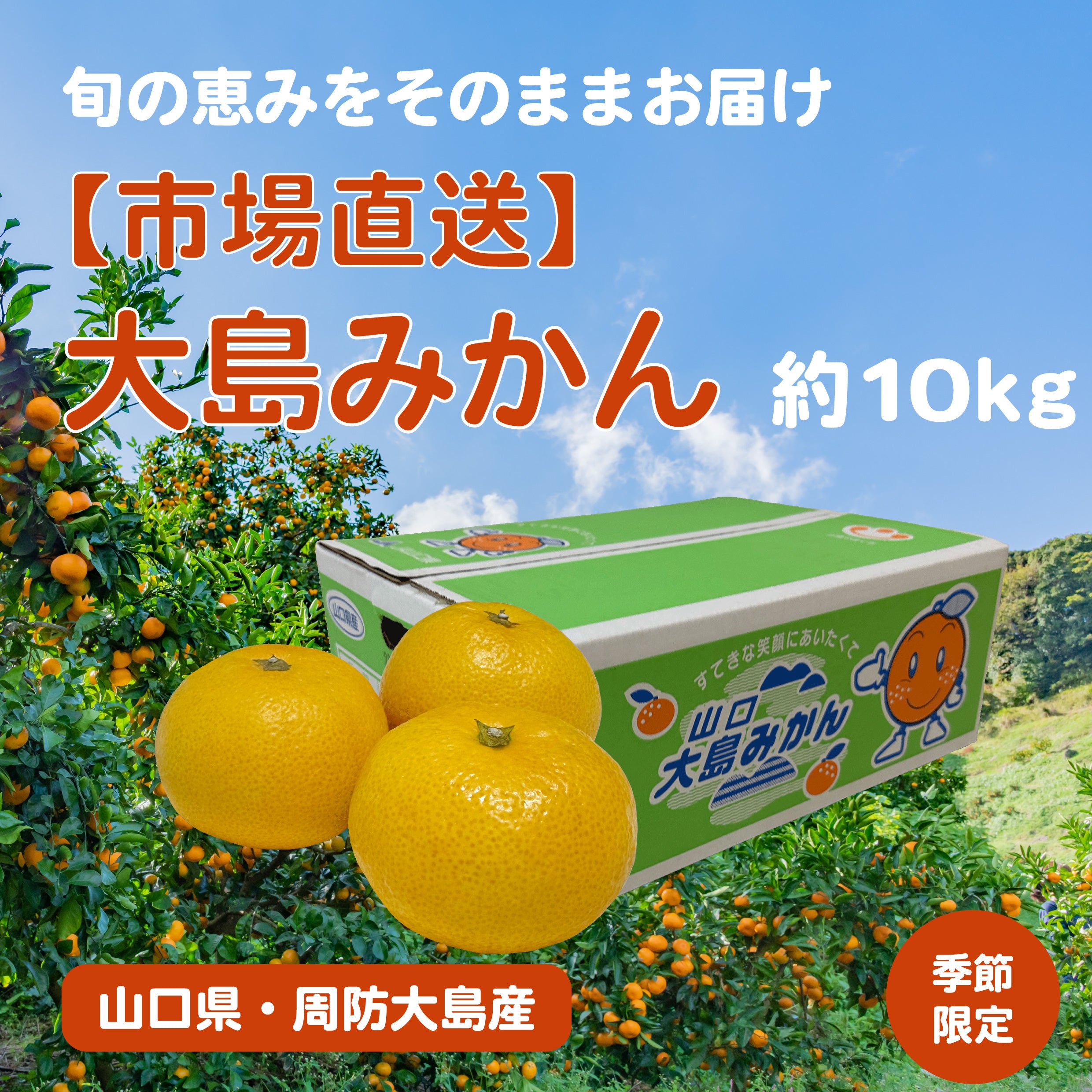 約10kg】大島みかん – 山口県が誇る「みかんの島」の恵み【市場直送