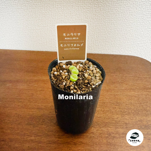 日々の癒しを、モニラリアが届ける!愛らしい植物で心の癒しを。