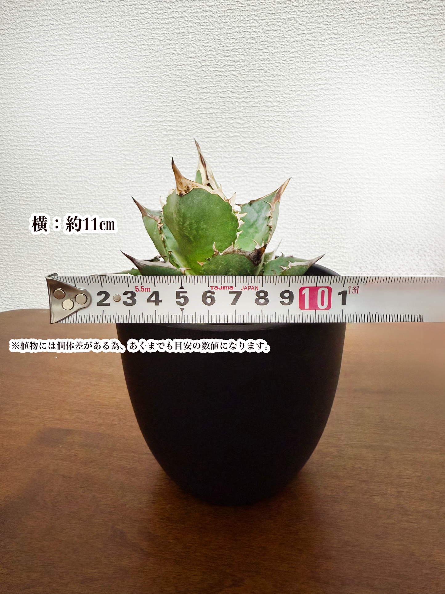 【数量限定販売!】希少!アガベ・チタノタ - 鋭く美しいシルエットを持つ王者の植物