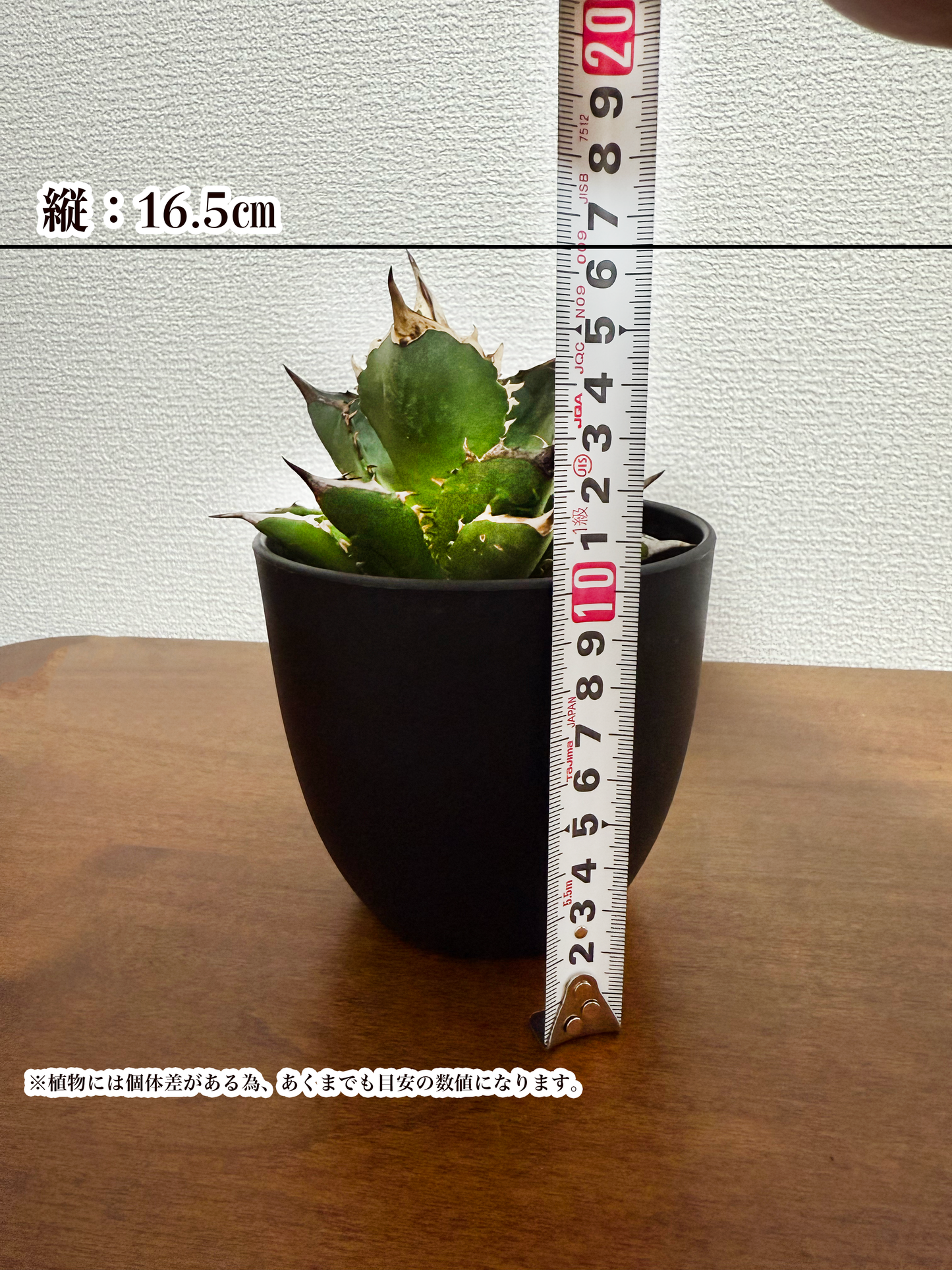 【数量限定販売!】希少!アガベ・チタノタ - 鋭く美しいシルエットを持つ王者の植物