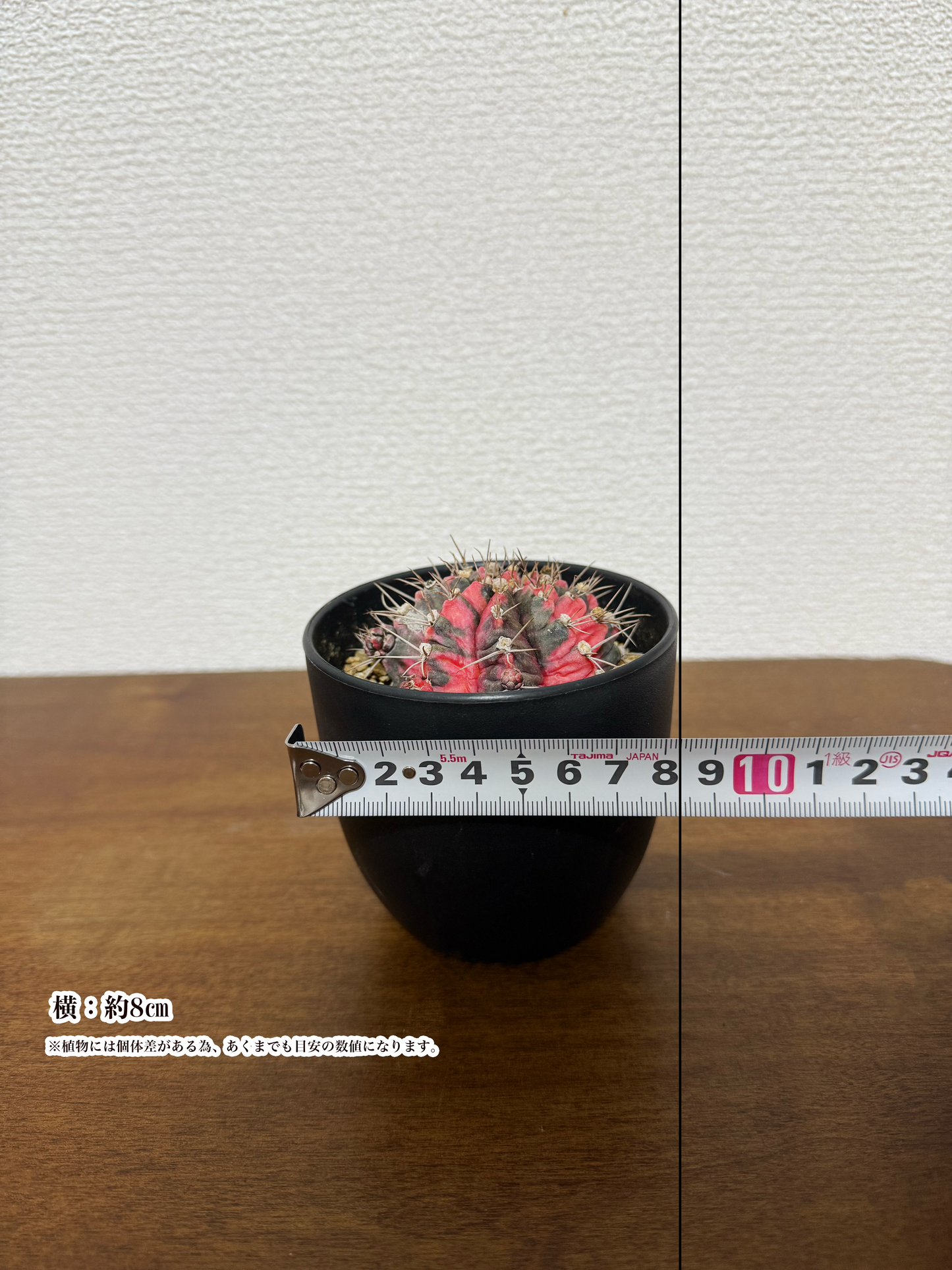 【彩り豊かな緋牡丹錦(ひぼたんにしき) – 鮮やかな色合いで彩るエキゾチックな逸品】