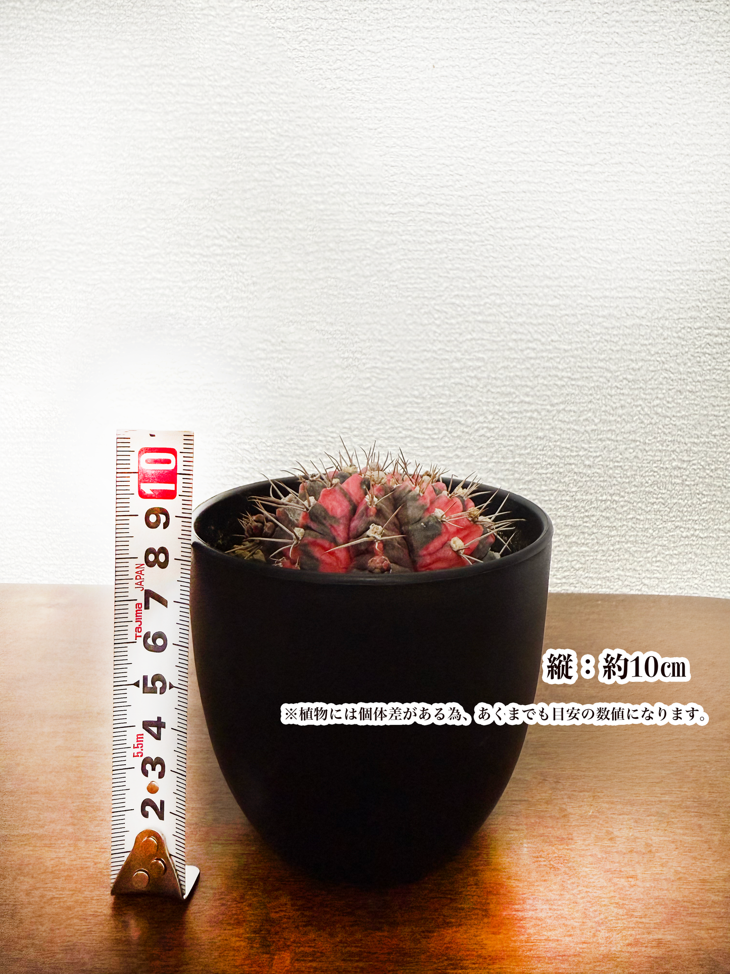 【彩り豊かな緋牡丹錦(ひぼたんにしき) – 鮮やかな色合いで彩るエキゾチックな逸品】