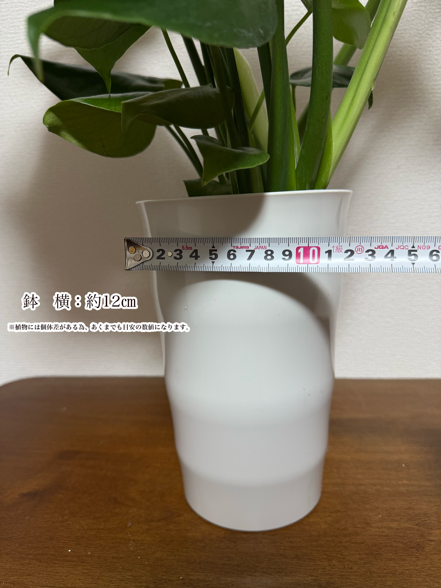 「幸福を呼ぶ観葉植物、モンステラでおしゃれな空間作り」