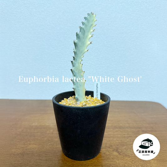 白の美学、ホワイトゴーストでシンプルモダンなインテリアを