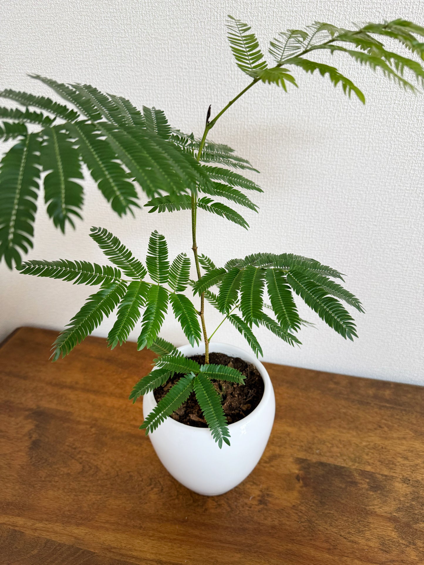 エバーフレッシュで空気清浄!家庭でも簡単に育てられる観葉植物
