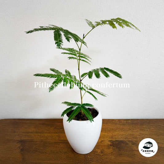 エバーフレッシュで空気清浄!家庭でも簡単に育てられる観葉植物