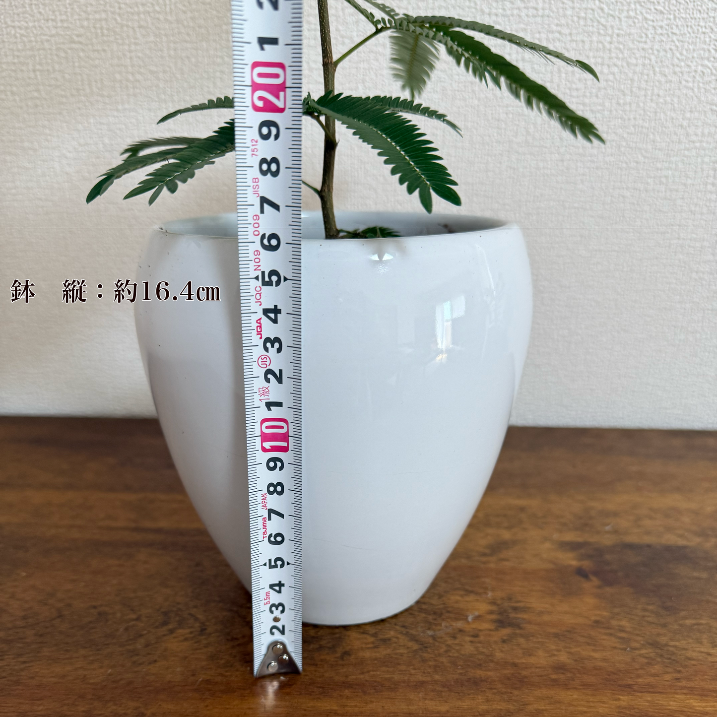 エバーフレッシュで空気清浄!家庭でも簡単に育てられる観葉植物