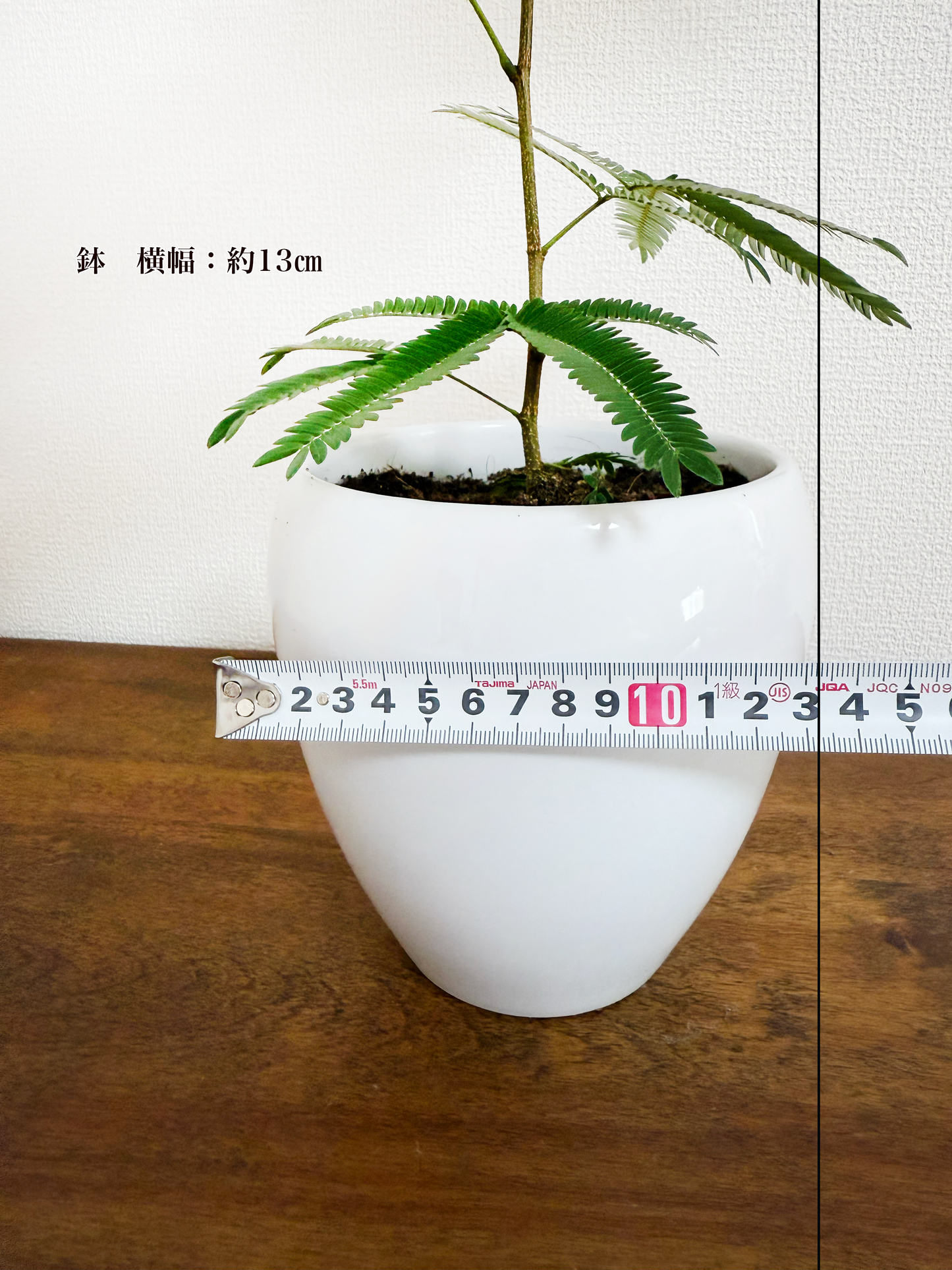 エバーフレッシュで空気清浄!家庭でも簡単に育てられる観葉植物