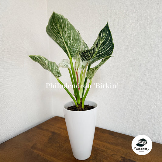 フィロデンドロン・パーキン|おしゃれなインテリアにぴったりな観葉植物