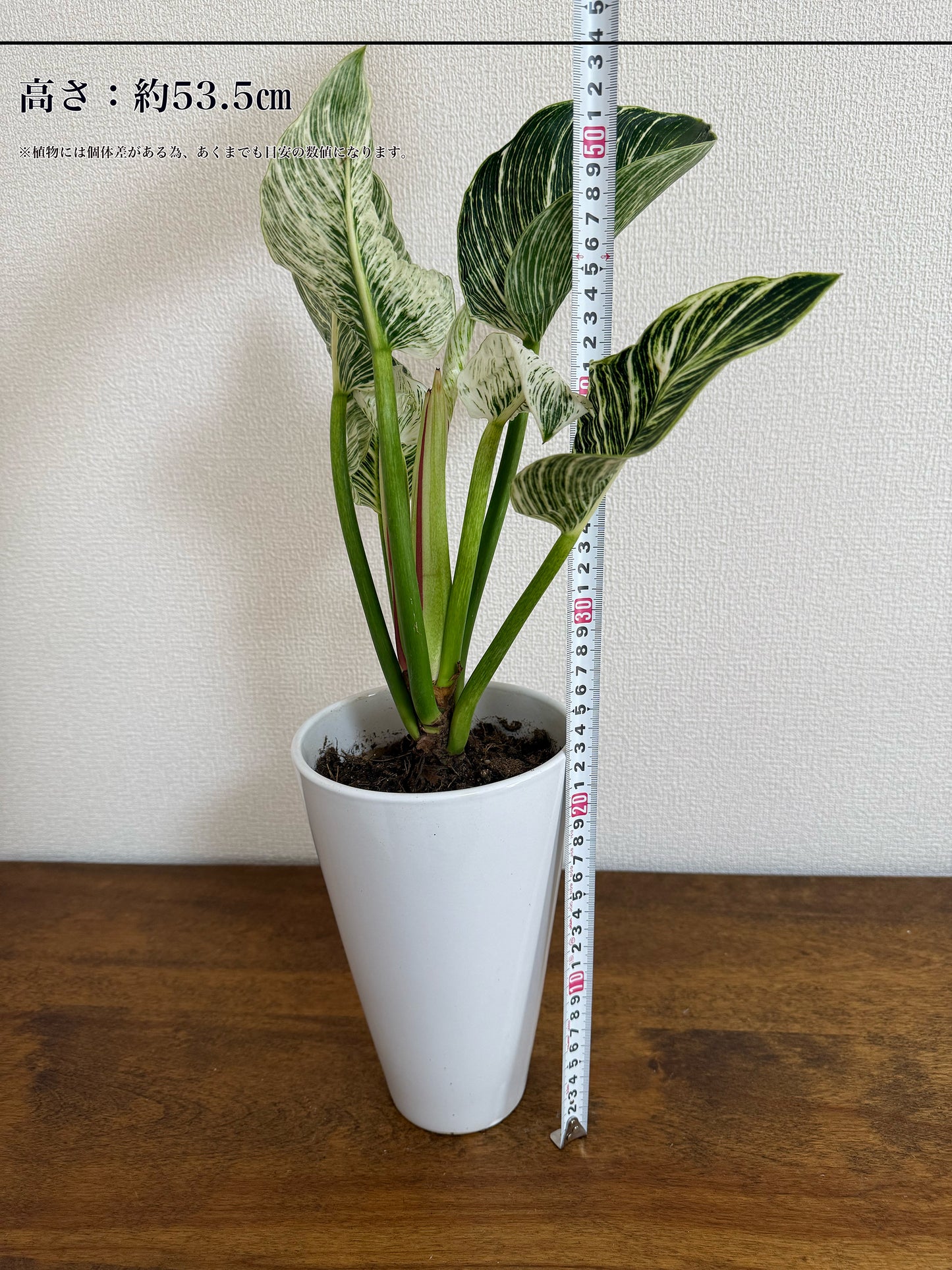 フィロデンドロン・パーキン|おしゃれなインテリアにぴったりな観葉植物