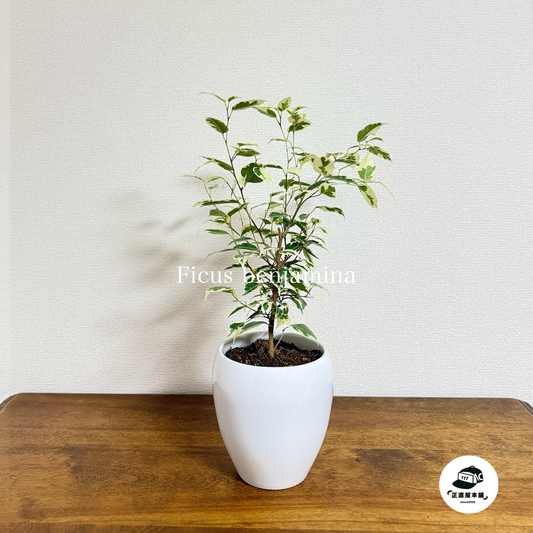 おしゃれなインテリアにぴったり!ベンジャミン・スターライトの魅力と育成方法