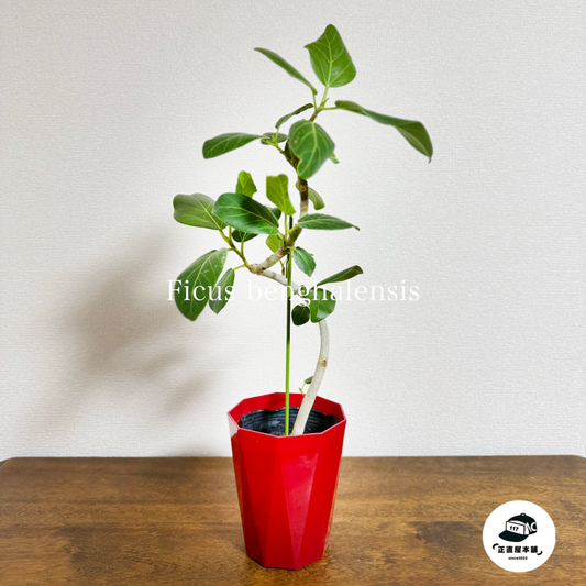 「インテリアに幸運を!健康と幸せを象徴するゴムの木」 フィカス・ベンガレンシス(ゴムの木)