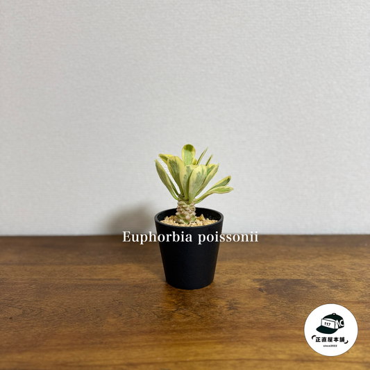 モダンインテリアに最適!ユーフォルビア・ポイゾニーの魅力