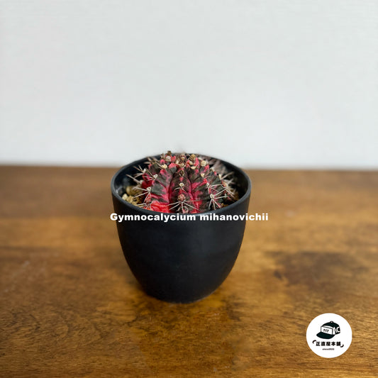 【彩り豊かな緋牡丹錦(ひぼたんにしき) – 鮮やかな色合いで彩るエキゾチックな逸品】