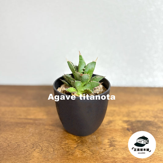 【数量限定販売!】希少!アガベ・チタノタ - 鋭く美しいシルエットを持つ王者の植物