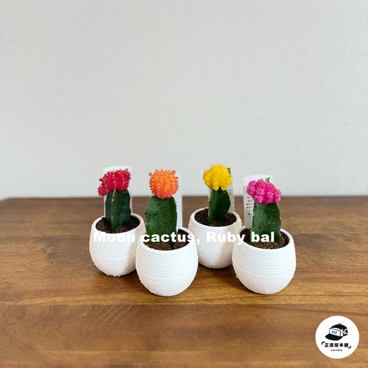 お部屋に生命力をプラス!カラフルなサボテン・ヒボタン