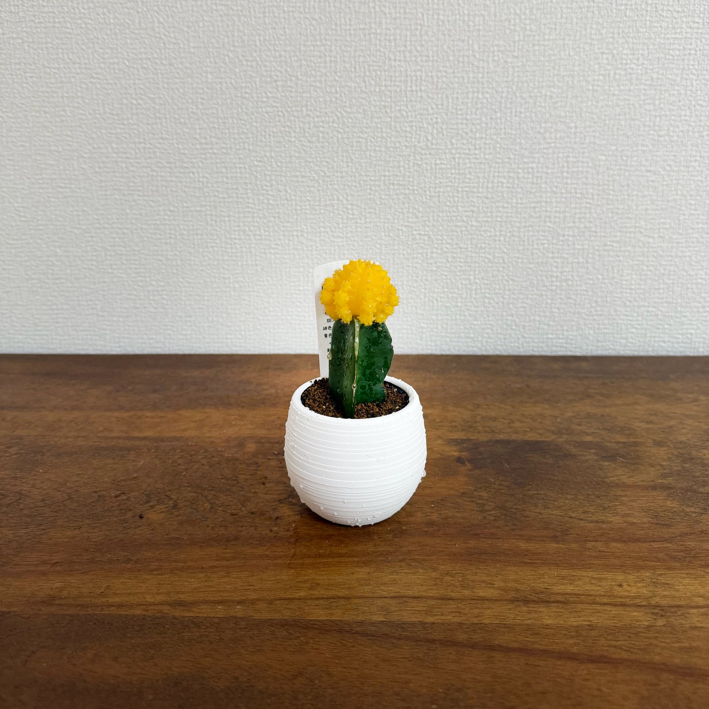 お部屋に生命力をプラス!カラフルなサボテン・ヒボタン