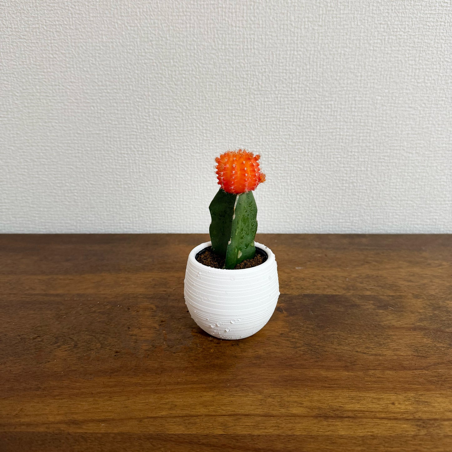 お部屋に生命力をプラス!カラフルなサボテン・ヒボタン