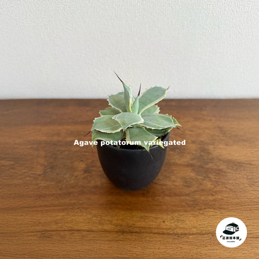 愛らしい アガベ・ポタトラム 錦(アガベ・ボタラム 錦)希少種