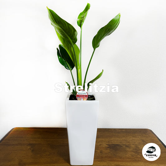 【ストレリチア】成長するインテリアアートで、癒しのひとときを