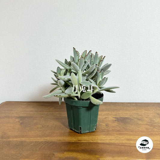 【月兎耳】ふわふわの耳が可愛らしい、愛され植物」