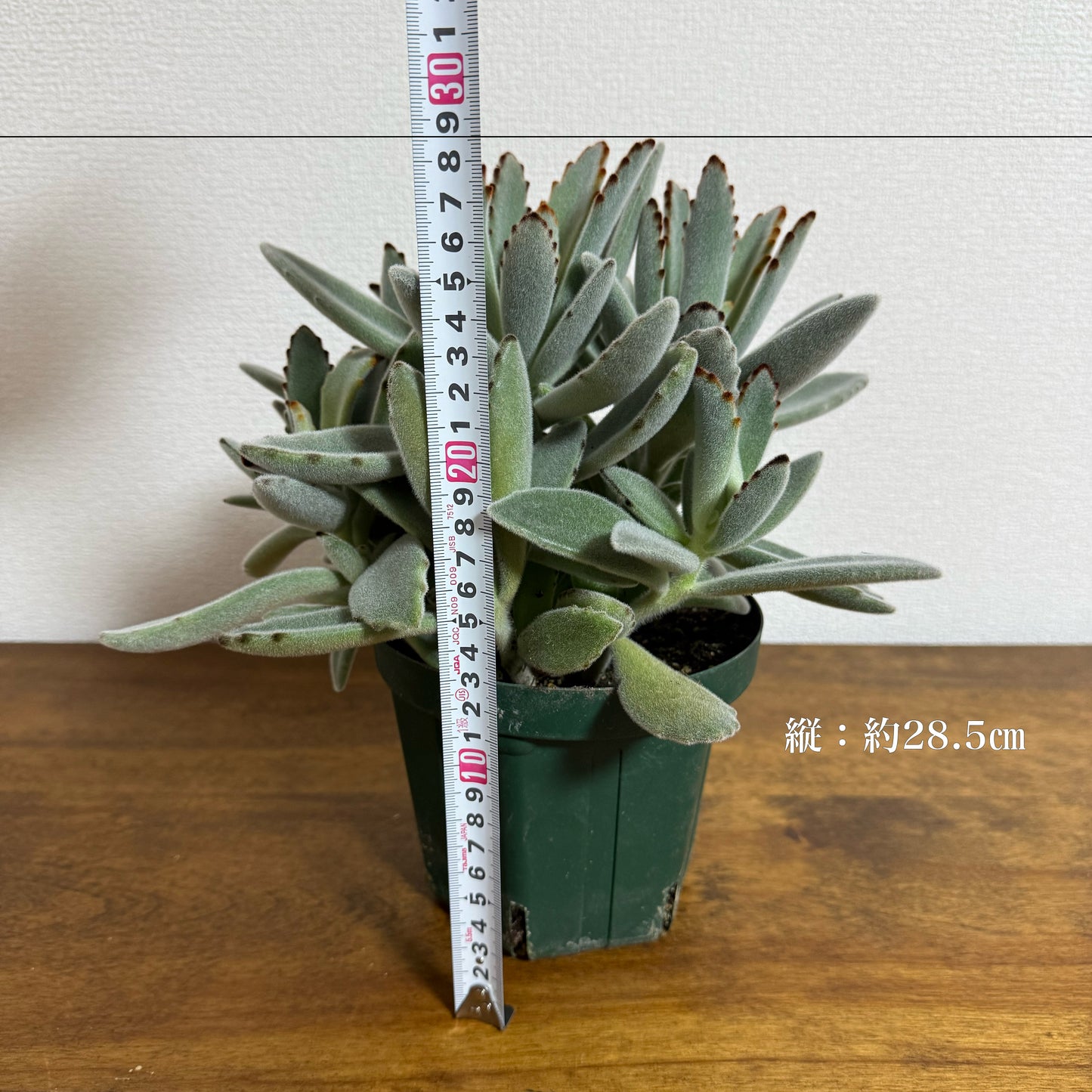 【月兎耳】ふわふわの耳が可愛らしい、愛され植物」