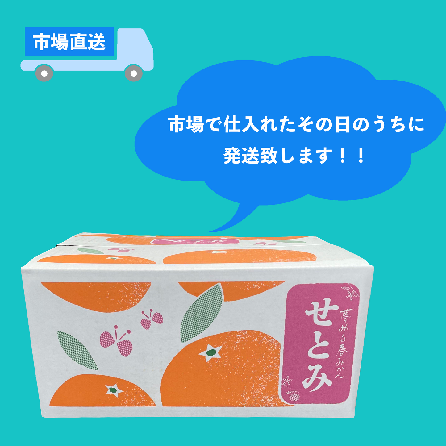 【せとみ】 山口県のオリジナル品種の春みかん