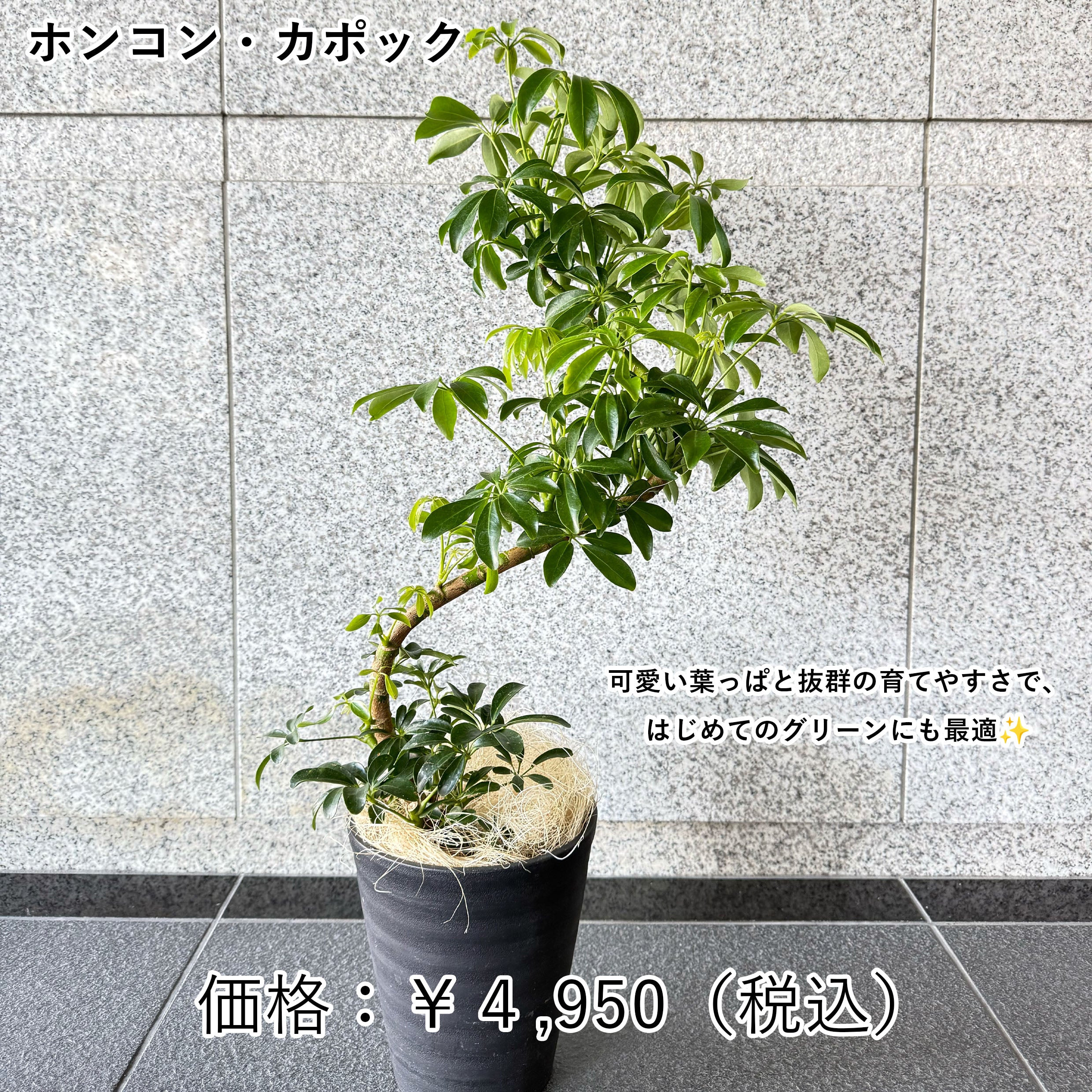 ホンコン・カッポック（シェフレラ）〜どんな部屋にもフィット