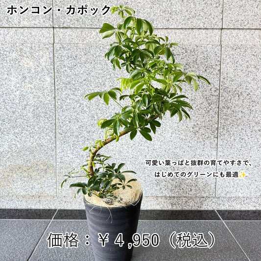 ホンコン・カッポック(シェフレラ)〜どんな部屋にもフィット。シンプルで上品なグリーン〜